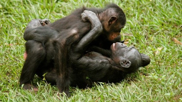 gay-animals-bonobos